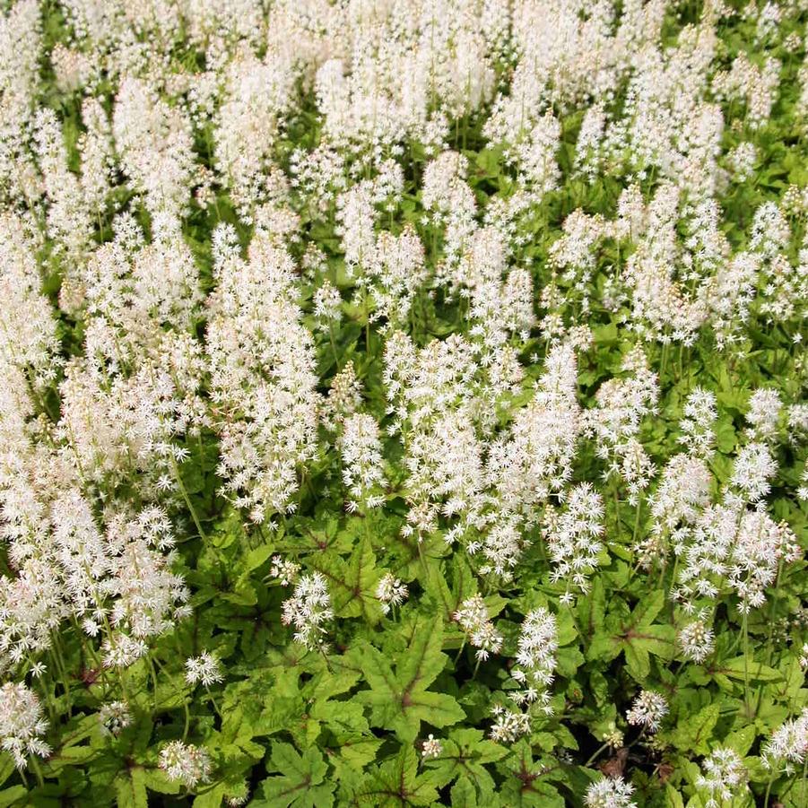 Tiarella 'Elizabeth Oliver' Foamflower from Babikow Wholesale Nursery