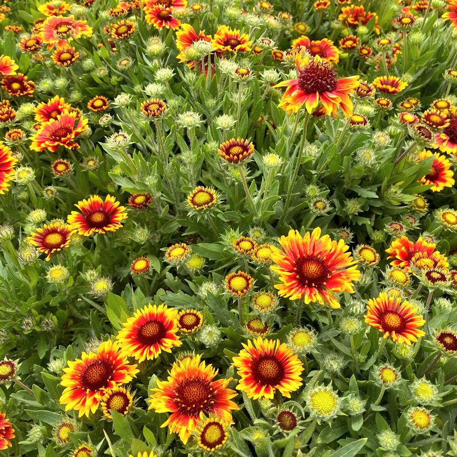Gaillardia 'Arizona Sun' Blanket Flower from Babikow Wholesale Nursery