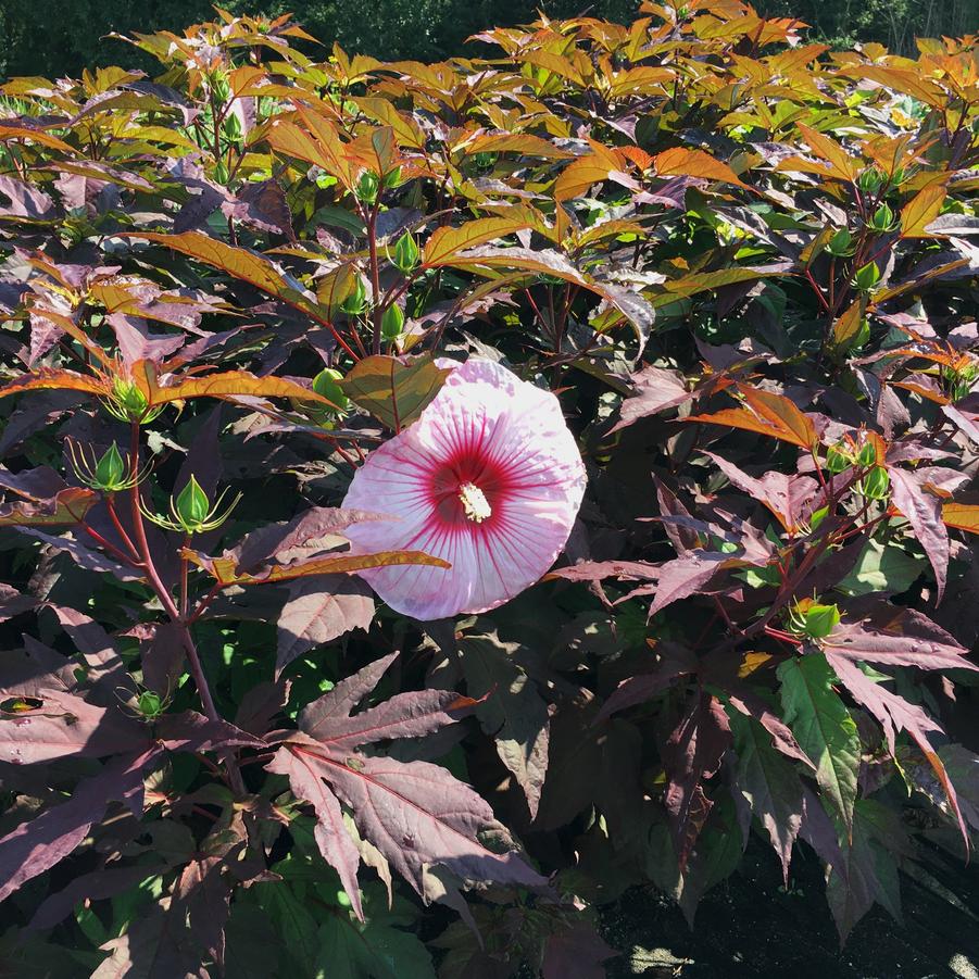 Hibiscus 'Kopper King' Rose Mallow from Babikow Wholesale Nursery