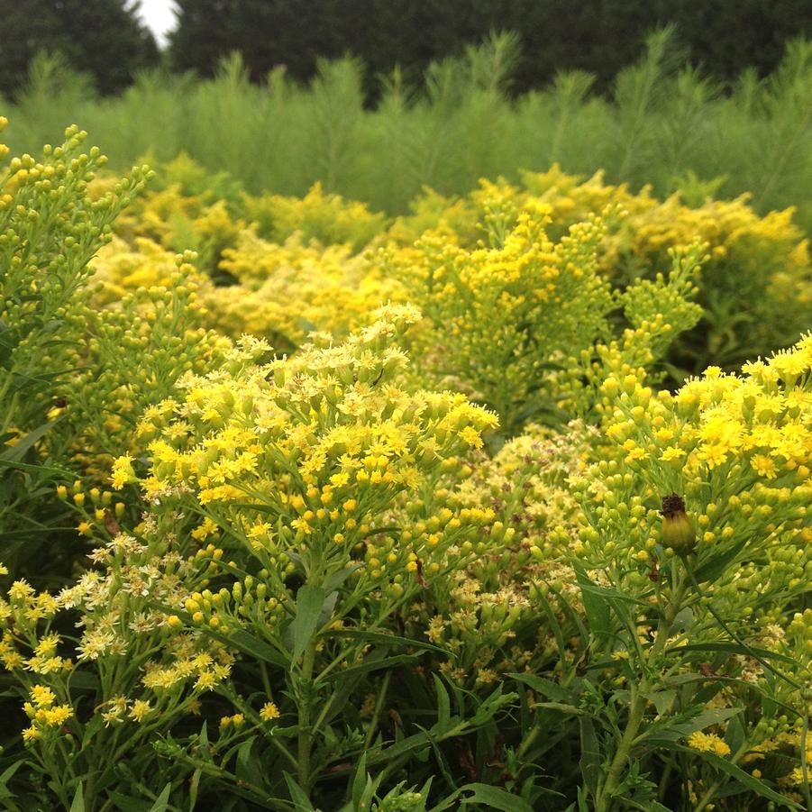 Solidago 'Little Lemon' Goldenrod from Babikow Wholesale Nursery