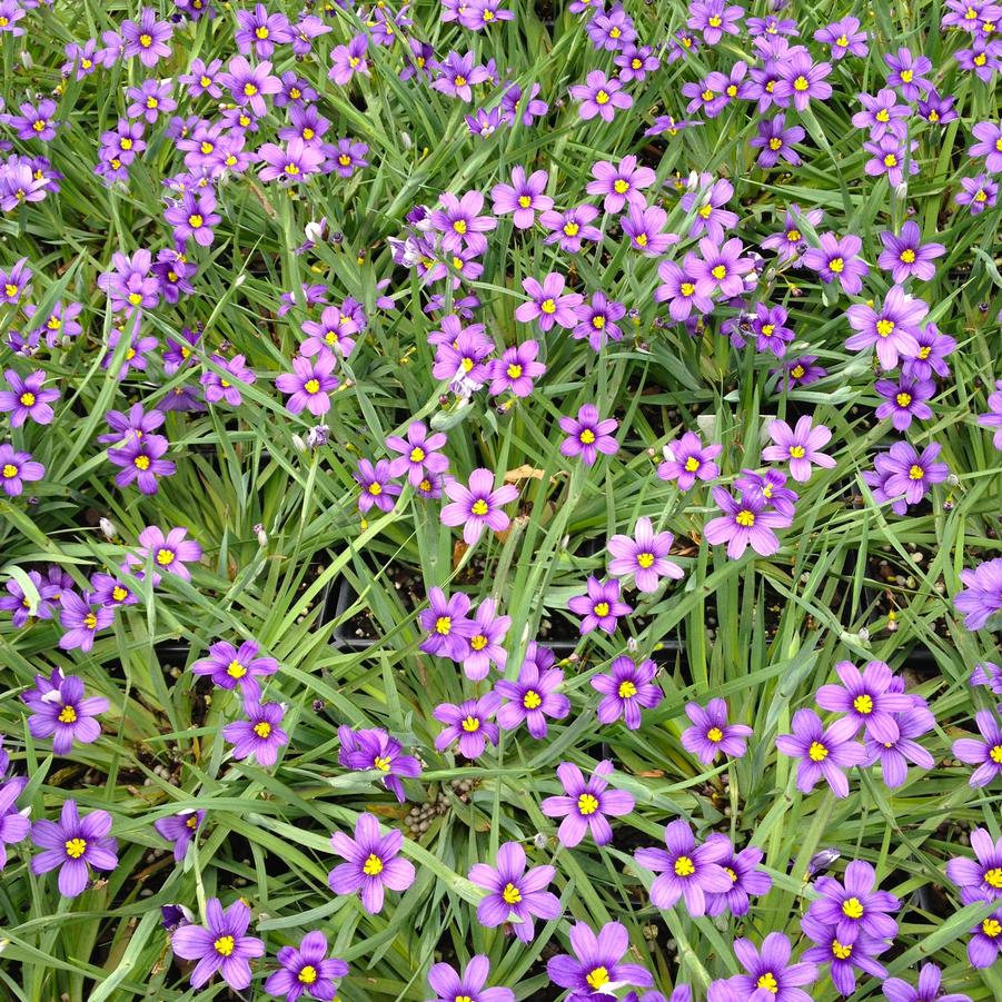 Sisyrinchium ang. 'Lucerne' Blue Eyed Grass from Babikow Wholesale Nursery