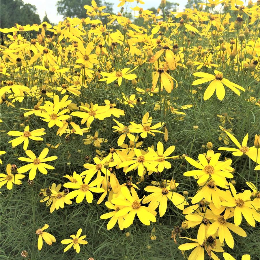Coreopsis ver. 'Mayo Clinic Flower of Hope' Tickseed from Babikow