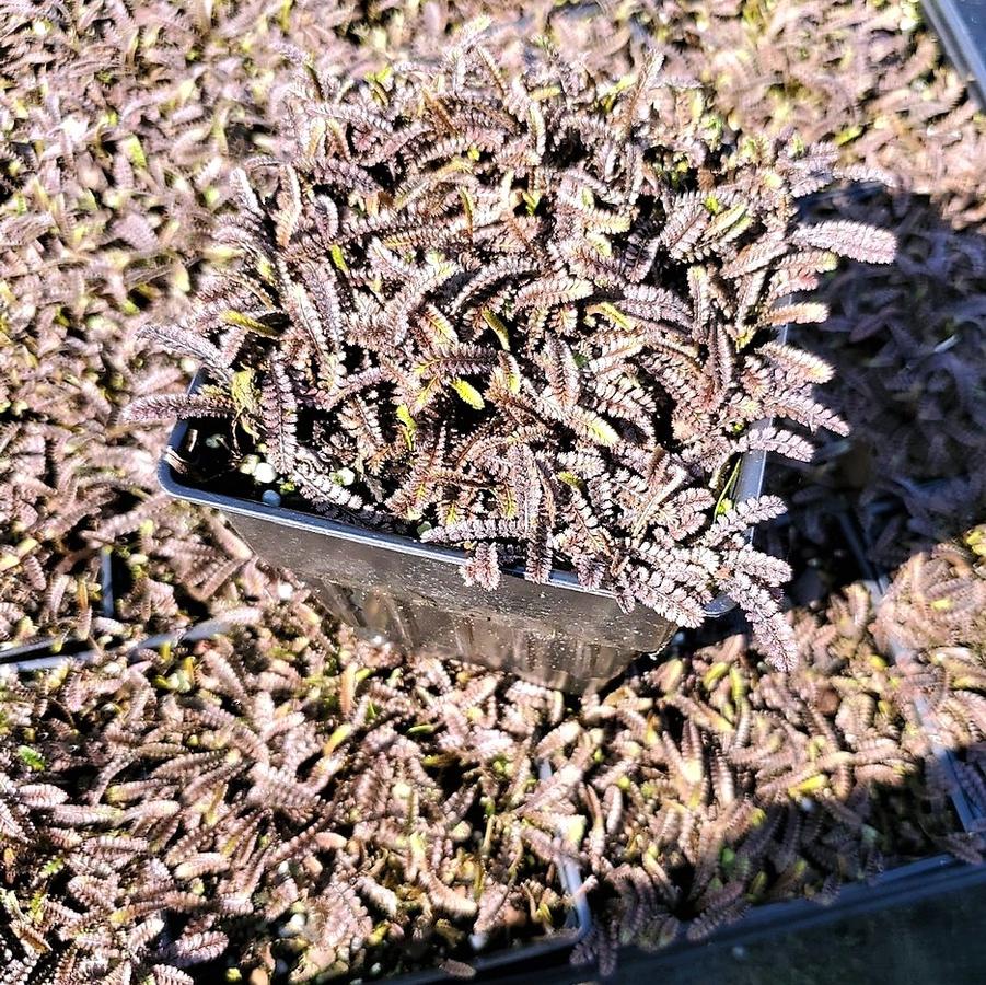 Leptinella squ. 'Platt's Black' Brass Buttons from Babikow Wholesale