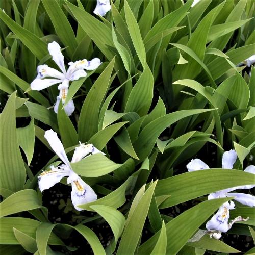 Iris 'Powder Blue Giant' Iris Cristata from Babikow