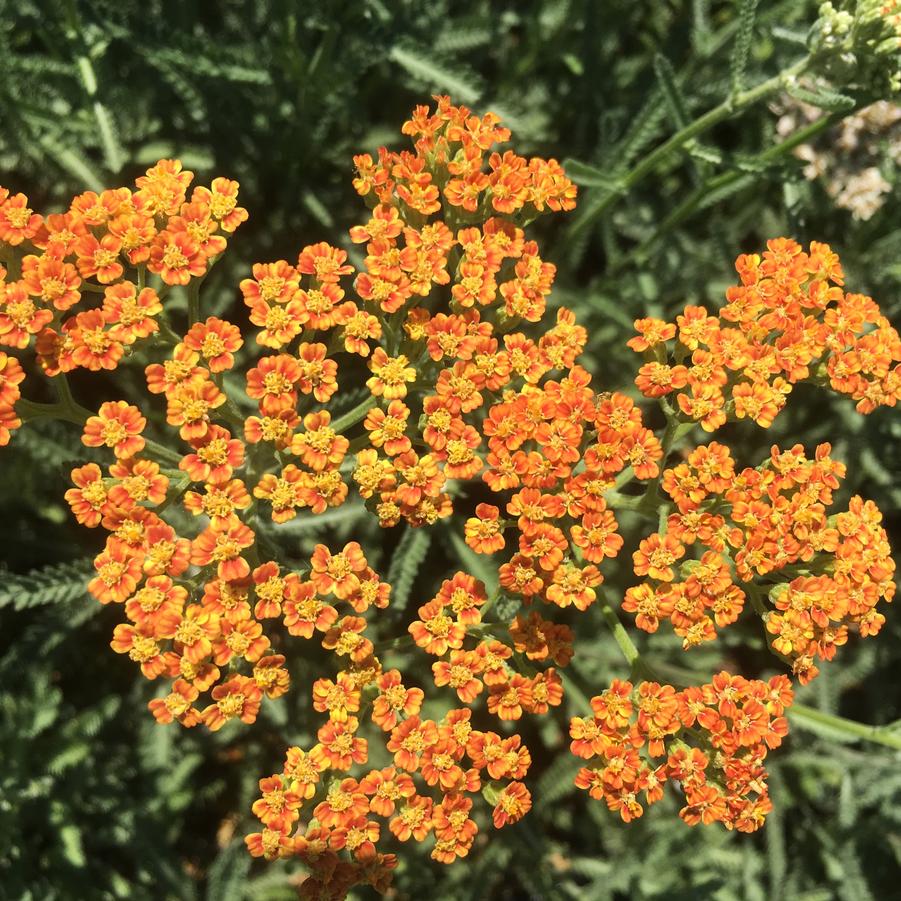 Achillea 'Terra Cotta' Yarrow from Babikow