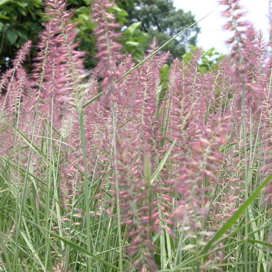 Pennisetum ori. 'Karley Rose' Orientale Fountain Grass from Babikow
