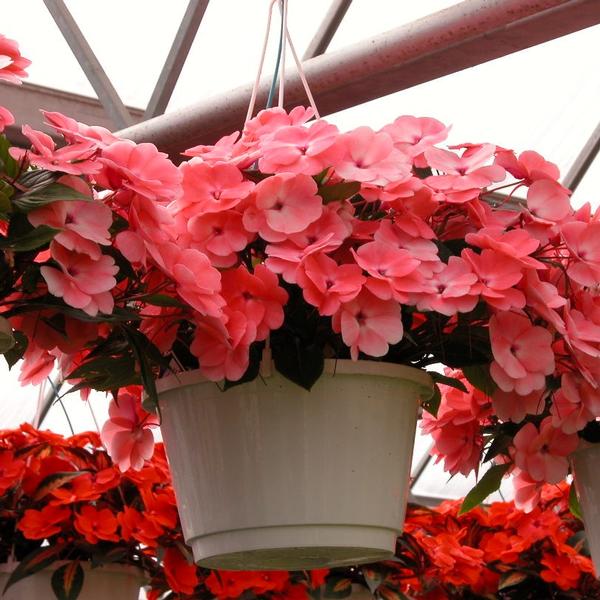 New Guinea Impatiens Hanging Basket from Babikow Wholesale Nursery