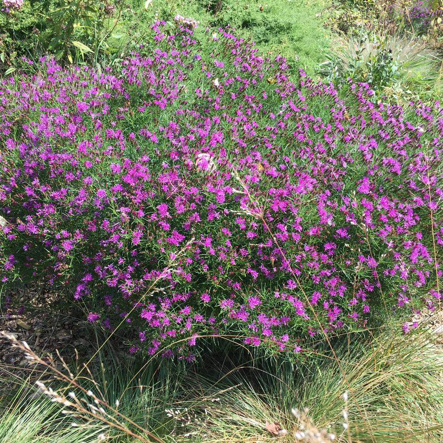 Vernonia let. 'Iron Butterfly' Ironweed from Babikow Wholesale Nursery
