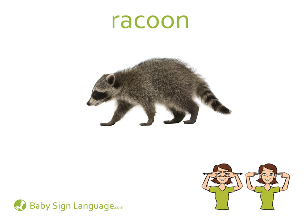 Racoon