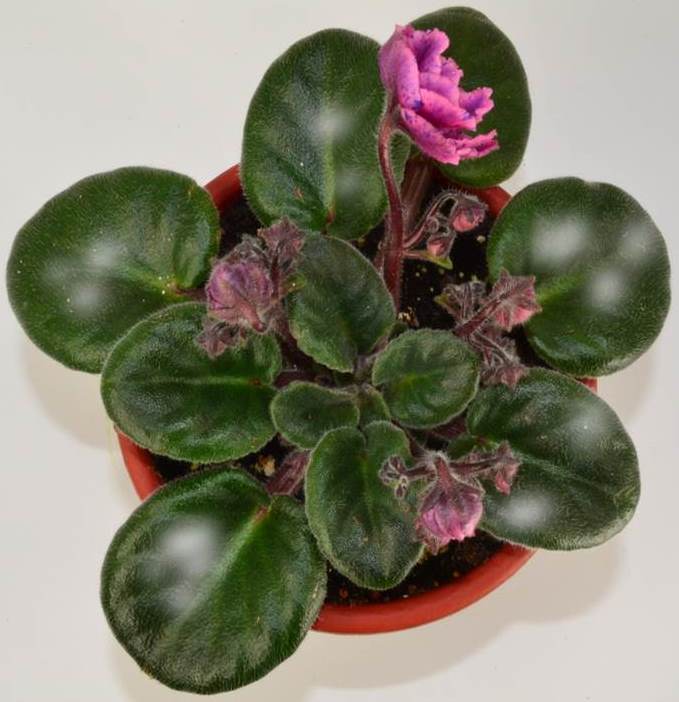 Powdery Mildew on African Violet Plants Baby Violets