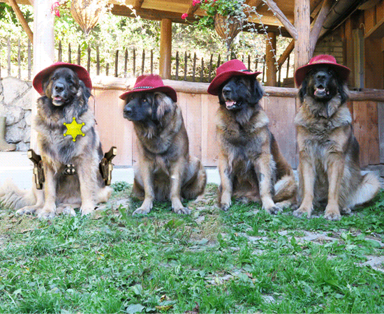 Hundezucht von der Bachtalen