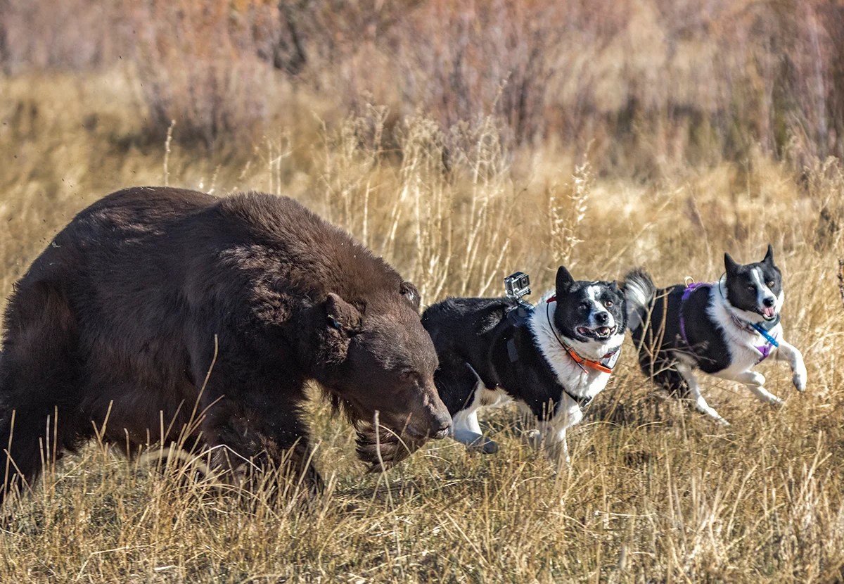 How Karelian Bear Dogs Are Reducing BearHiker Conflict