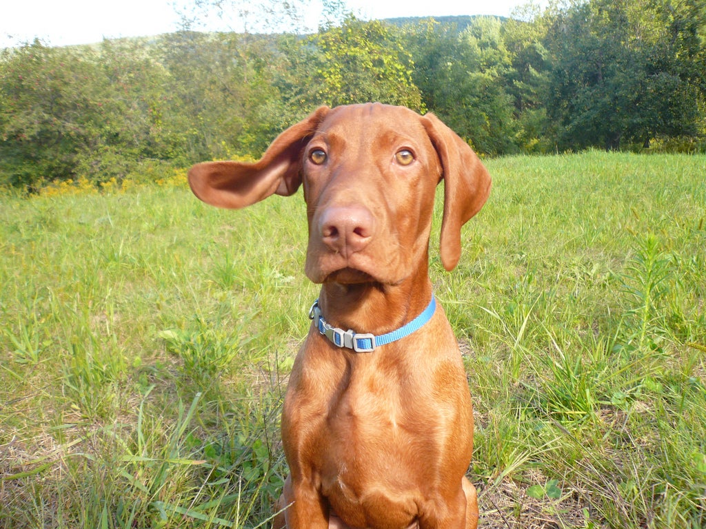 The 10 Best Outdoor Dog Breeds