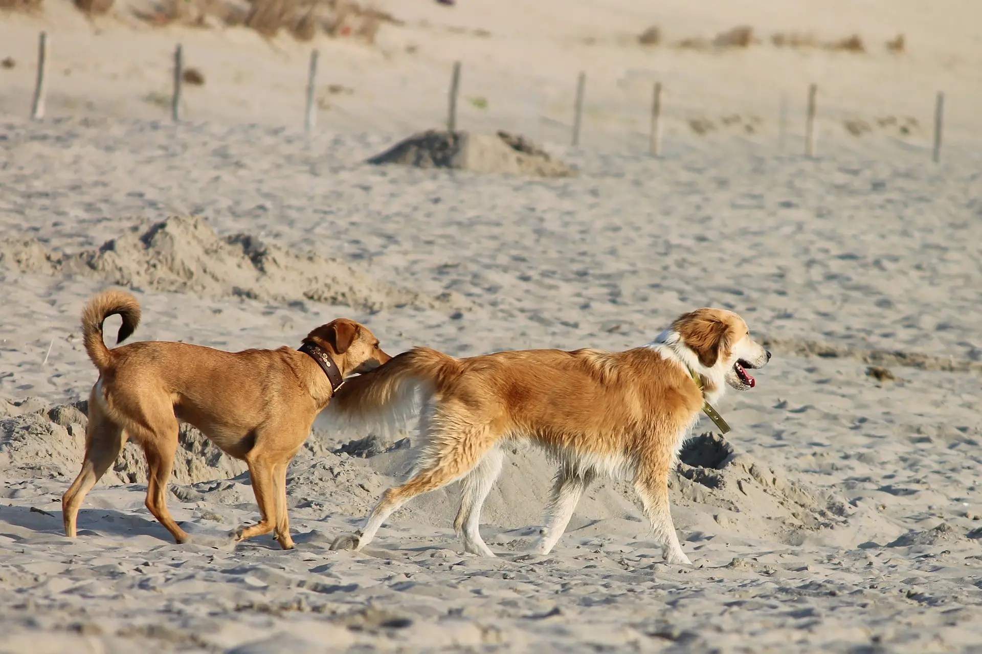 Wo du den besten Hundestrand der Niederlande findest Backpackertrail