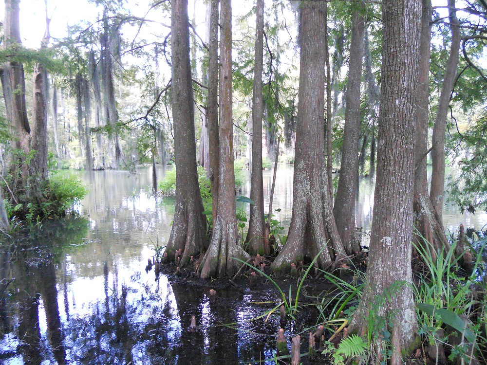 35 Things to do in Lafayette Louisiana Backpacking Diplomacy