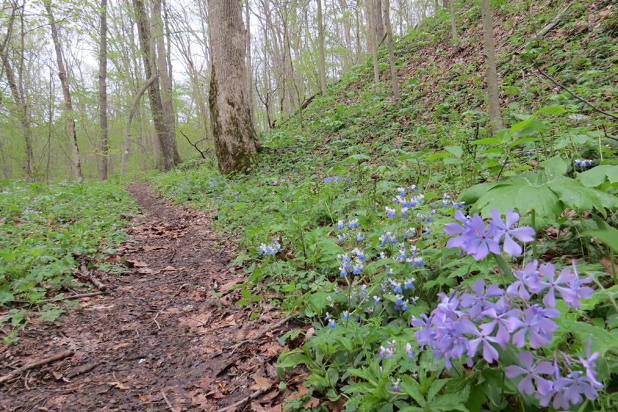 Wayne National Forest Trail Map