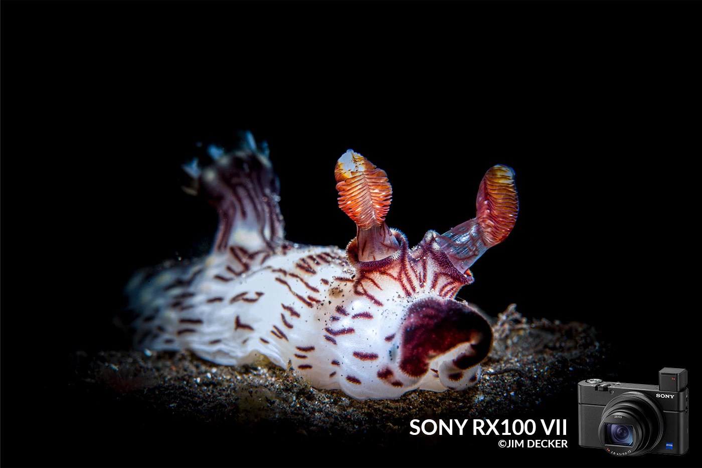 Sony RX100 VII Underwater Camera Review Underwater Photography