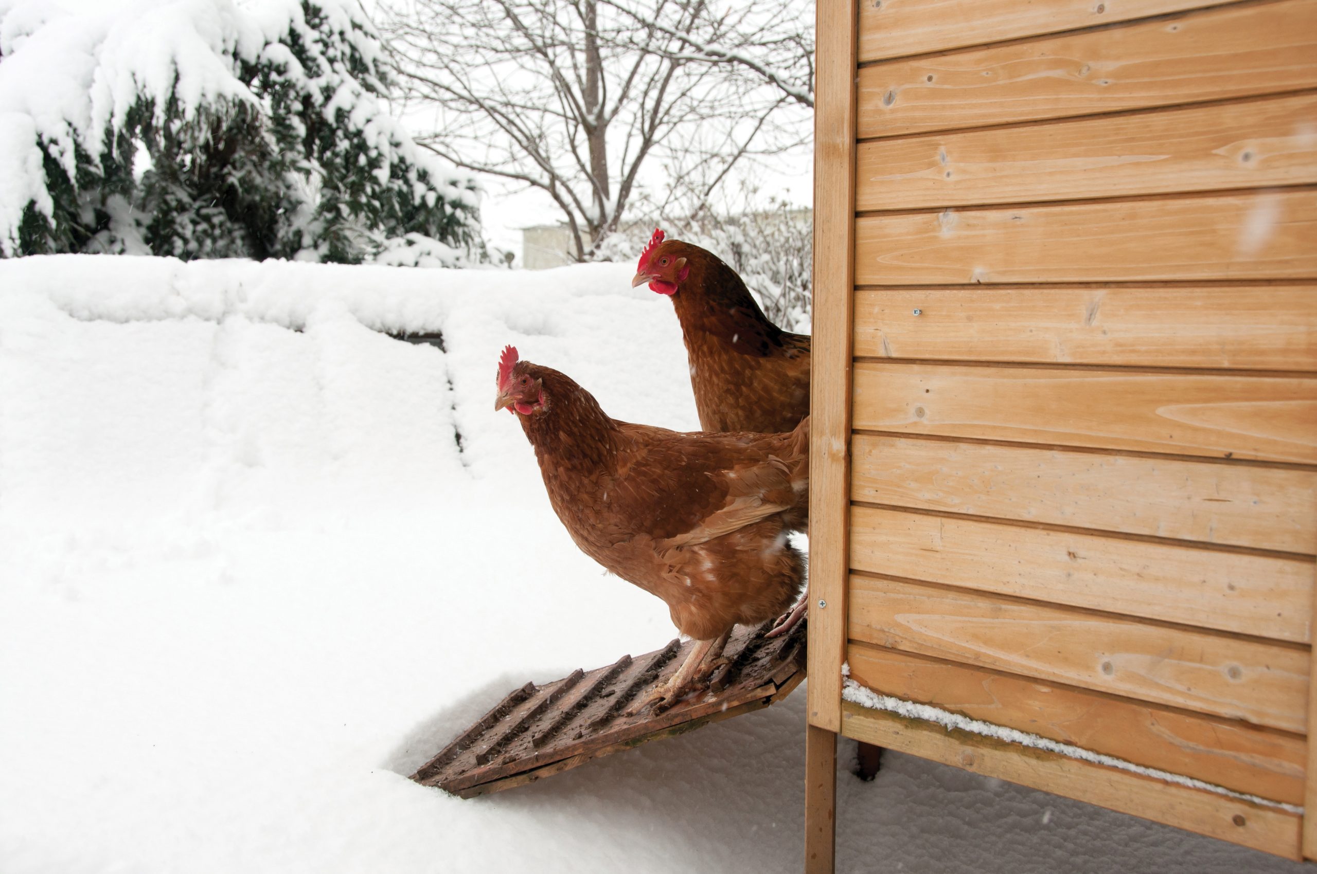 Caring for your chickens in winter Backwoods Home Magazine