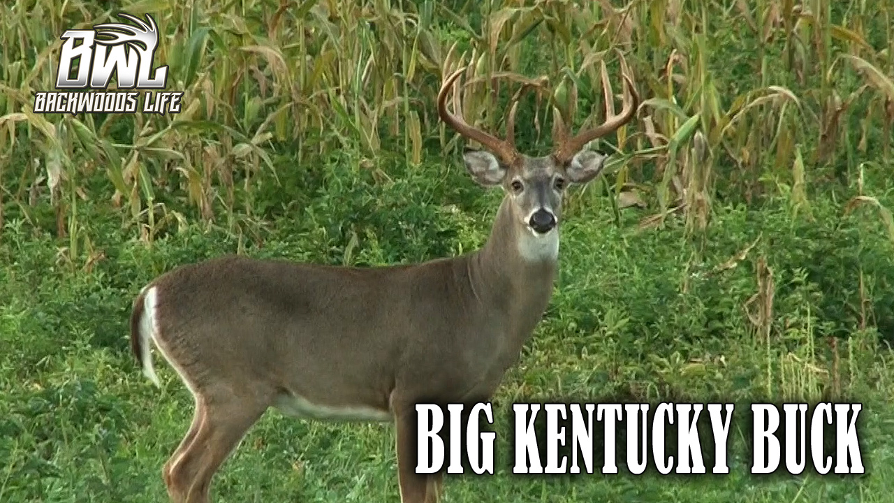 VIDEO Big Kentucky Buck Backwoods Life Outdoor Video and Television