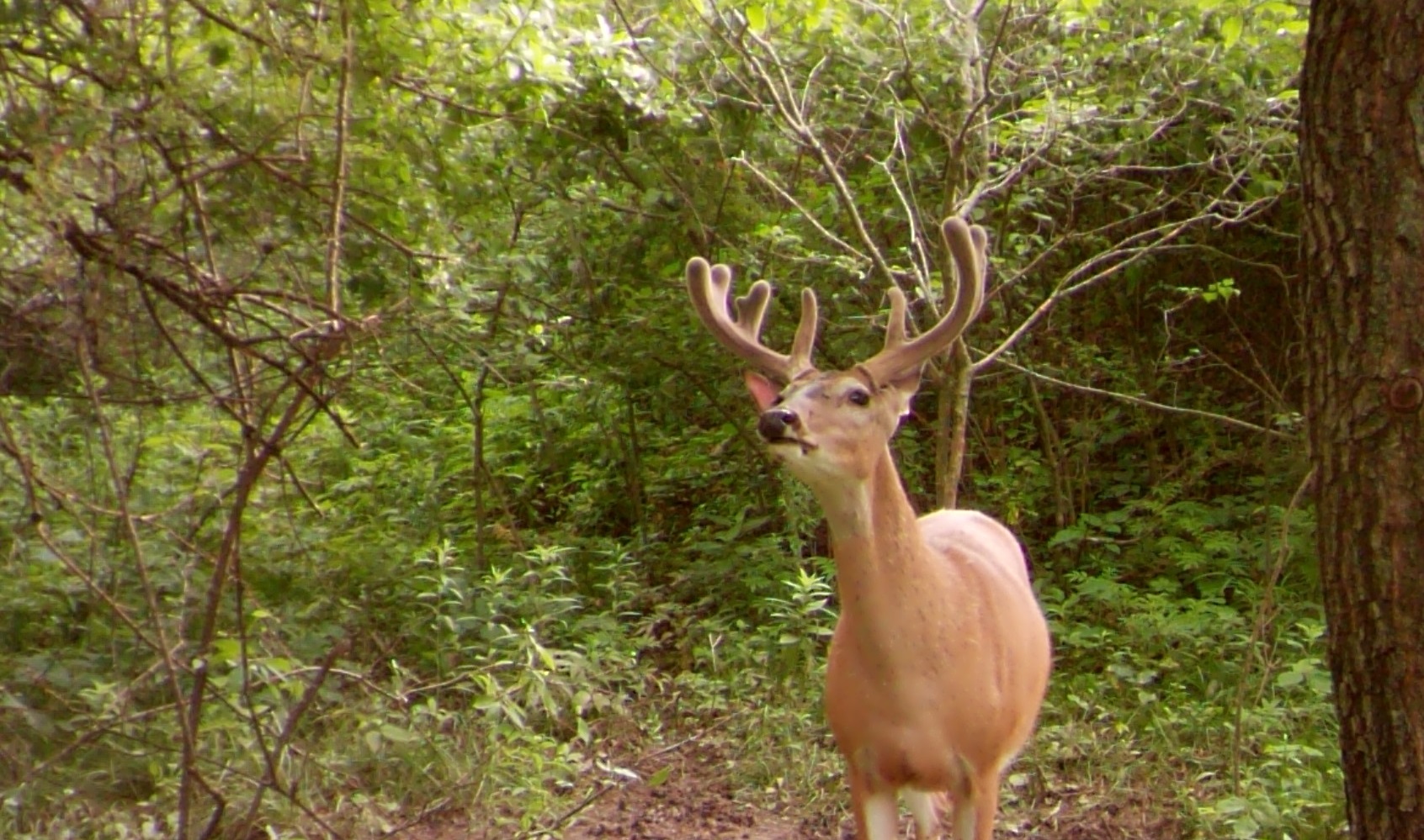 Hunting Whitetails with the Wind