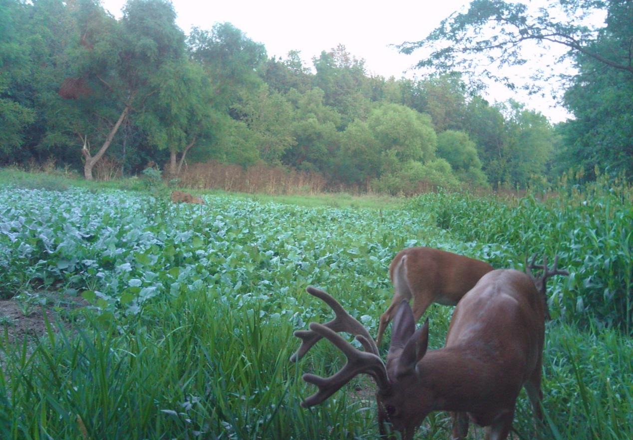 Whitetail Food Plots Get it right "From the Beginning"