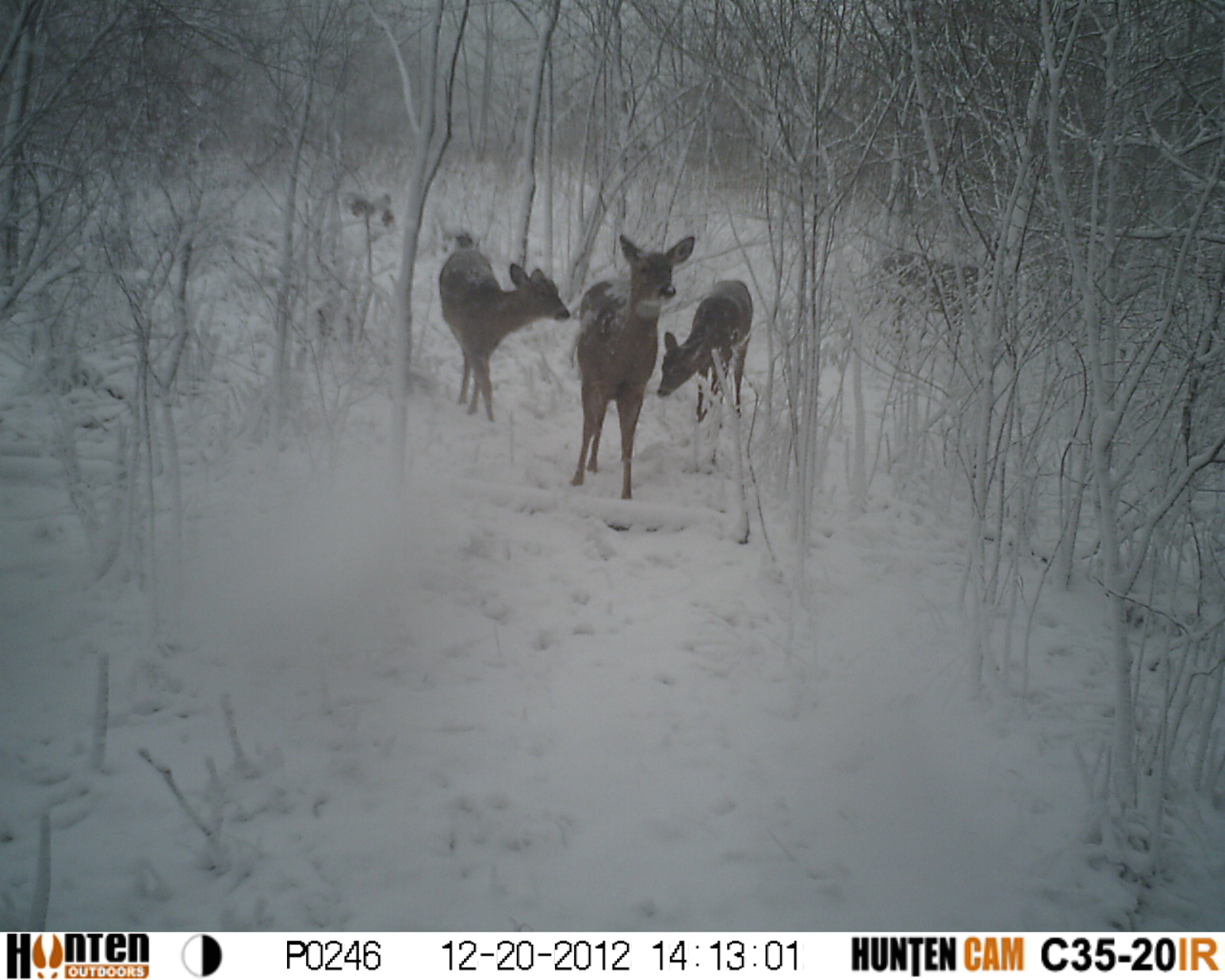 Best Winter Food Plots for Whitetails