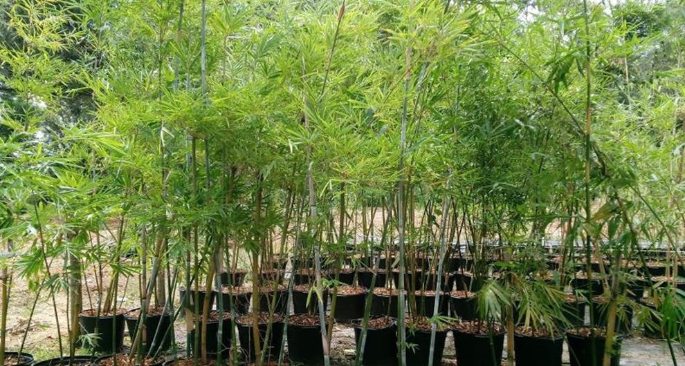 Backyard Bamboos *** Bamboo Plants For Sale***