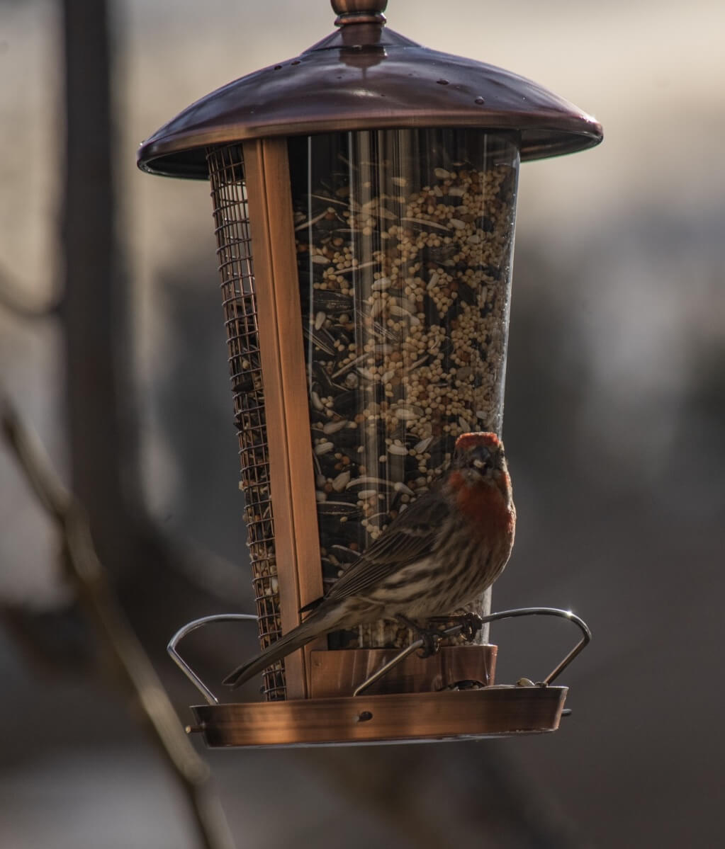 Types of Bird Feeders