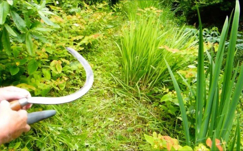 How To Cut Grass Without a Lawnmower (6 Creative Ways) Backyard Caring