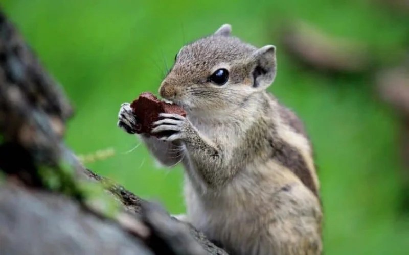 Is Chocolate Poisonous to Squirrels Can Squirrels Eat Chocolate Cake? (Everything You Need To