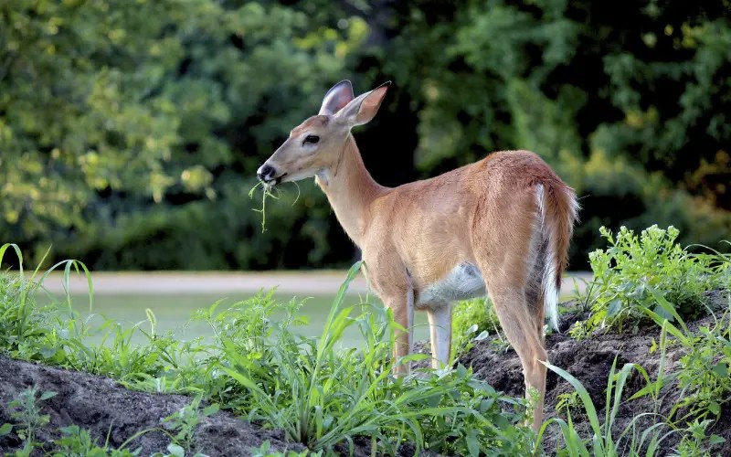What to Do with Deer Poop in the Yard? (Is Deer Poop Bad for Your Lawn