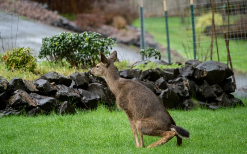What to Do with Deer Poop in the Yard? (Is Deer Poop Bad for Your Lawn