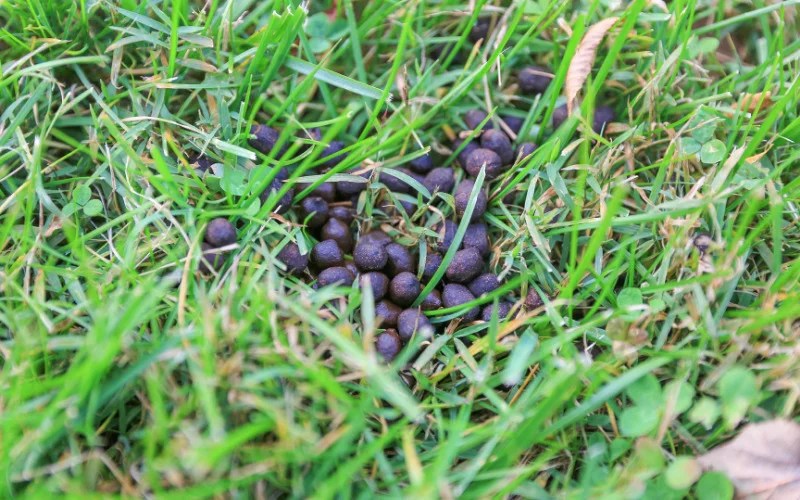 What to Do with Deer Poop in the Yard? (Is Deer Poop Bad for Your Lawn