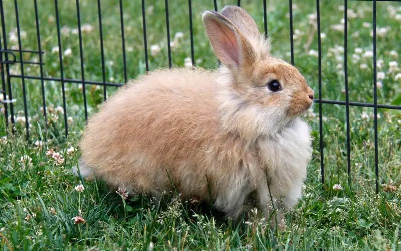 Are Angora Rabbits Endangered? Backyard Caring