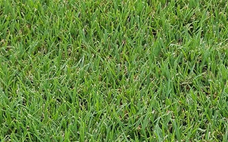 Is Bermuda Grass Good In Texas? Backyard Caring