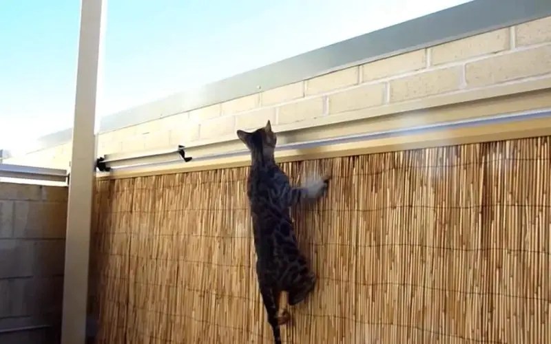 How To Keep Cats From Jumping Fence Backyard Caring