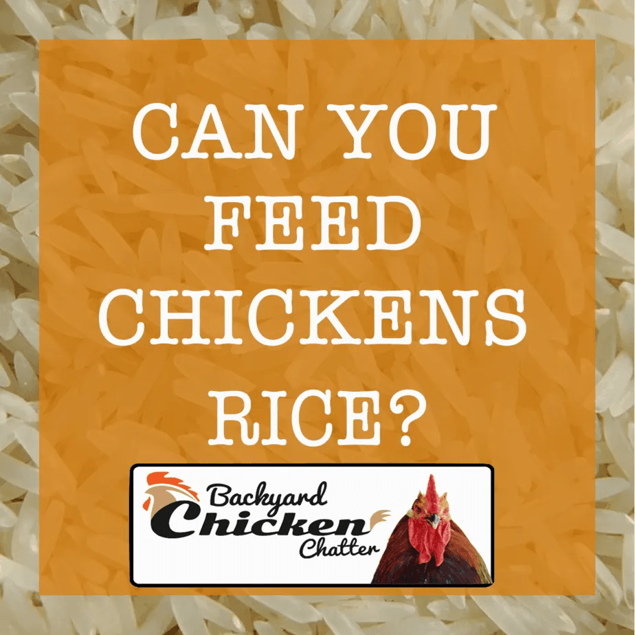 Can Chickens Eat Rice?