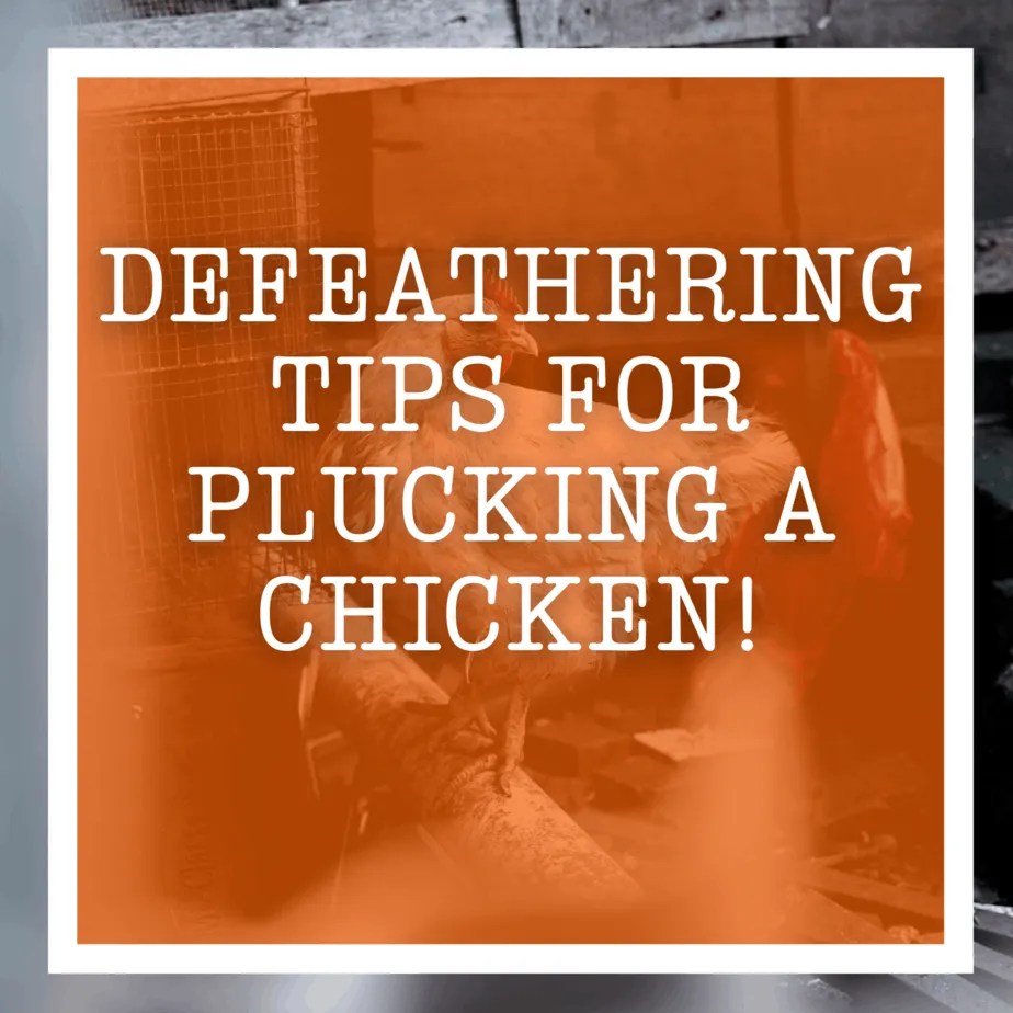 Defeathering Tips When Plucking A Chicken!
