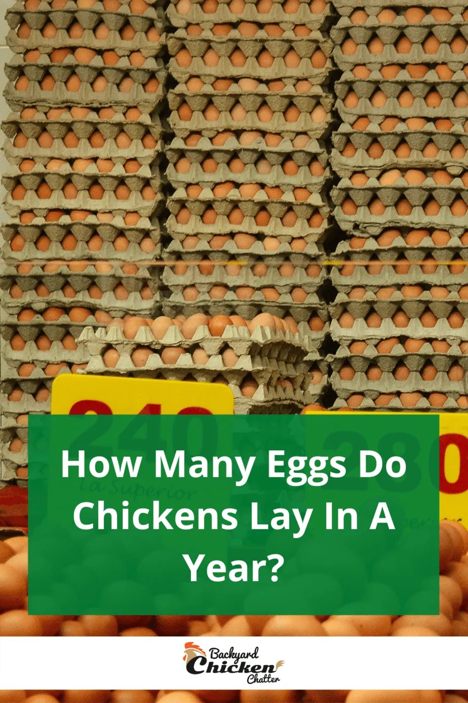 How Many Eggs Do Chickens Lay a Day? BackYard Chickens