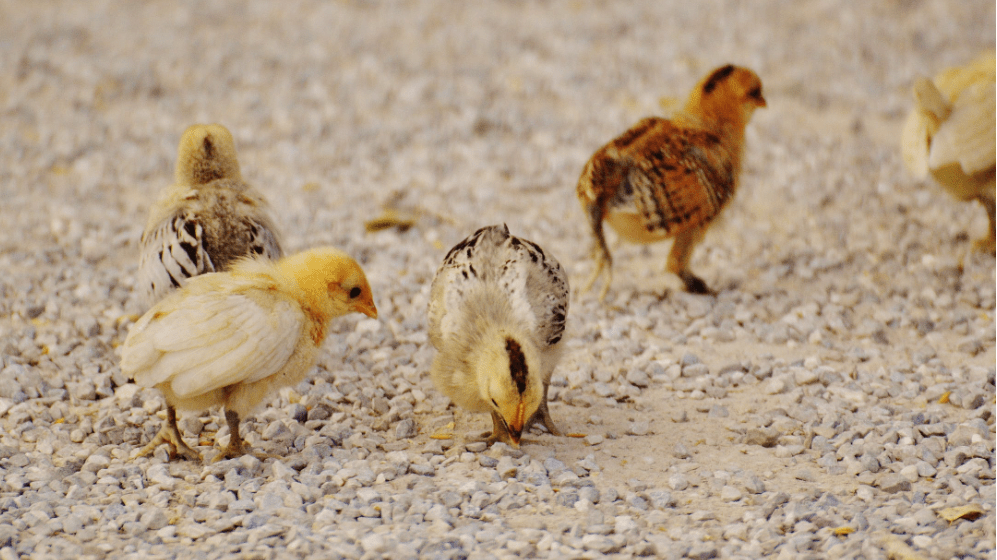 Best Chicken Hatcheries In Nebraska Chicks For Sale