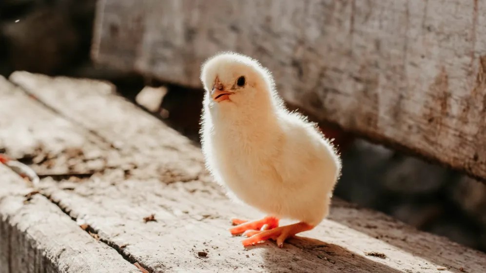 Best Chicken Hatcheries In Nebraska Chicks For Sale