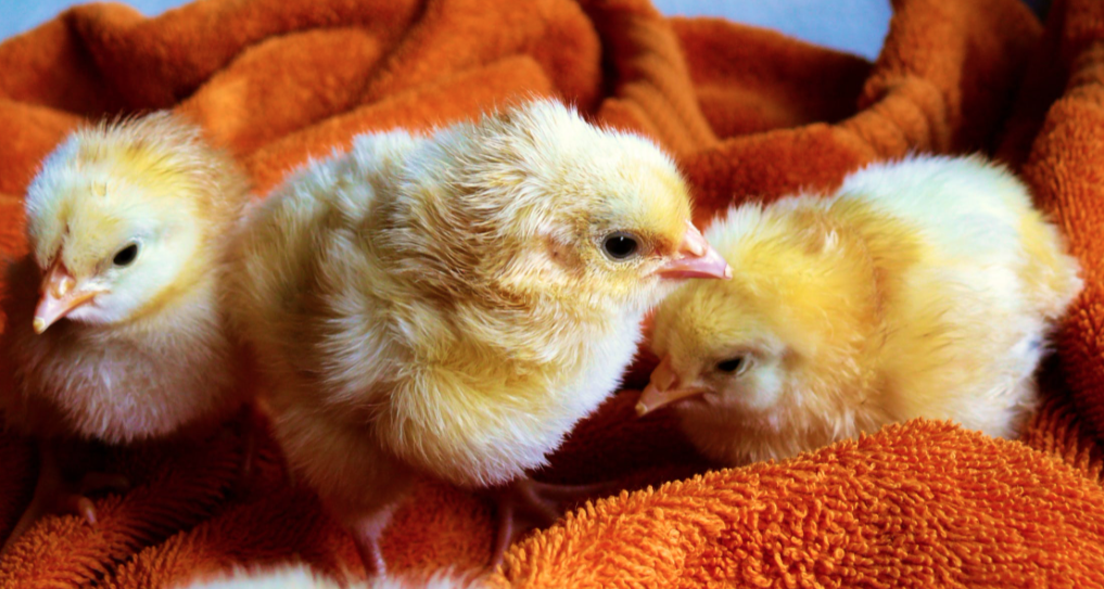Best Chicken Hatcheries In Nebraska Chicks For Sale
