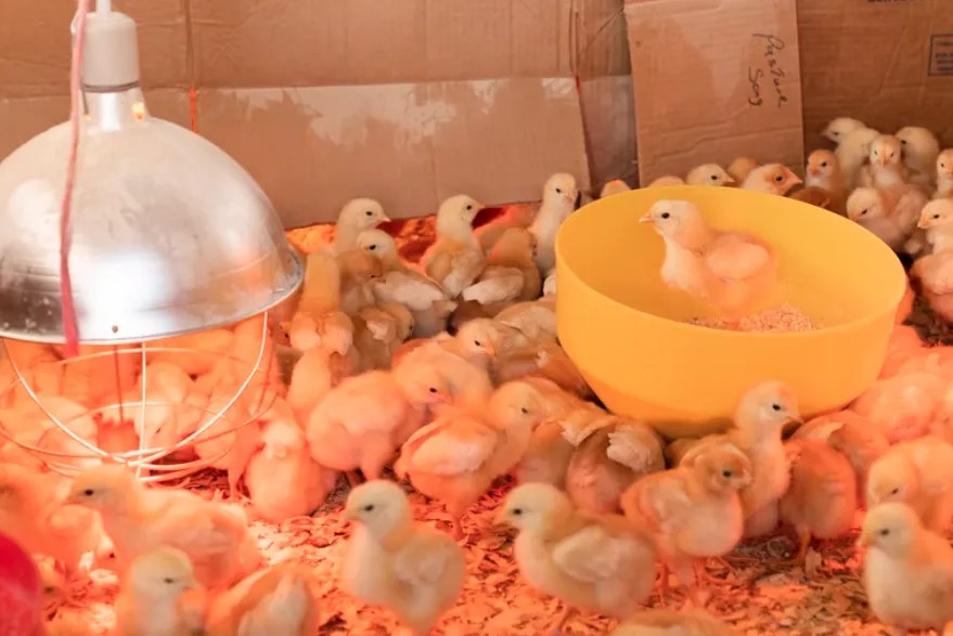 Best Chicken Hatcheries In Minnesota Chicks For Sale