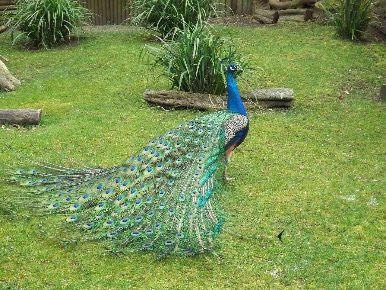 How Long Do Peacocks Live?