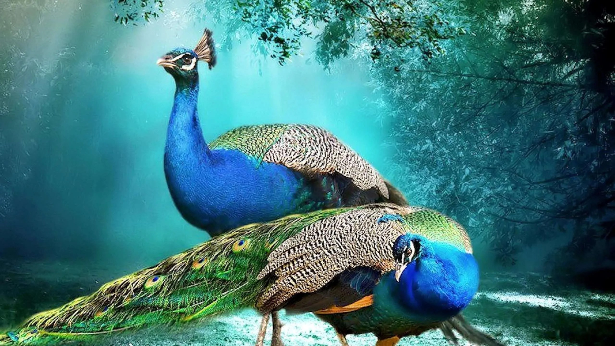 Can You Have Peacocks As Pets?