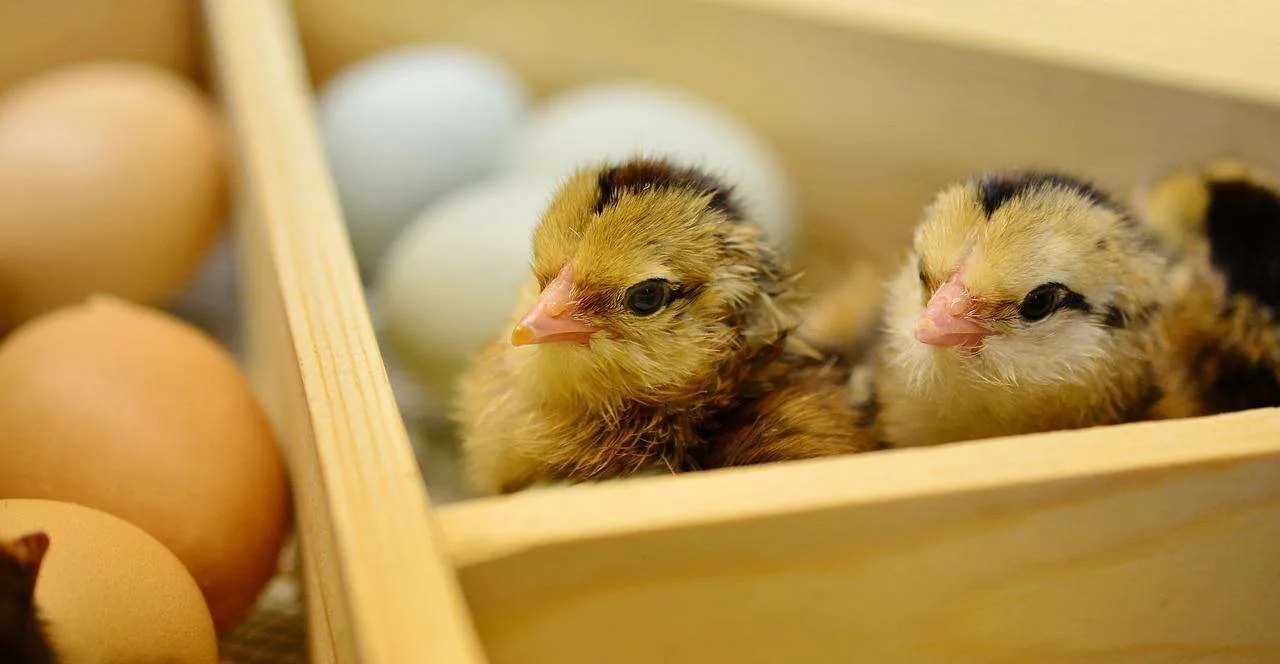 Best Chicken Hatchery Online (Full List)