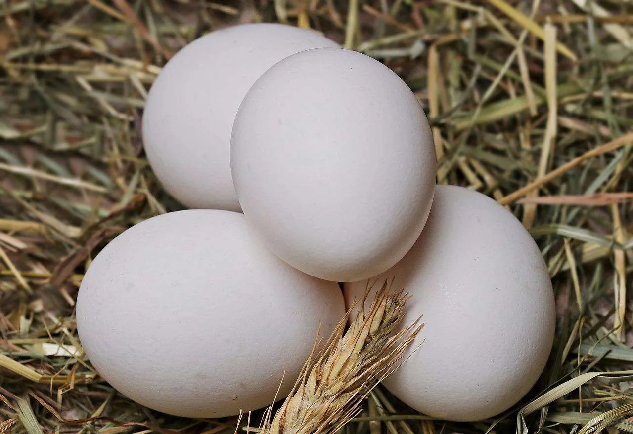 Backyard Chicken Eggs vs. StoreBought Eggs