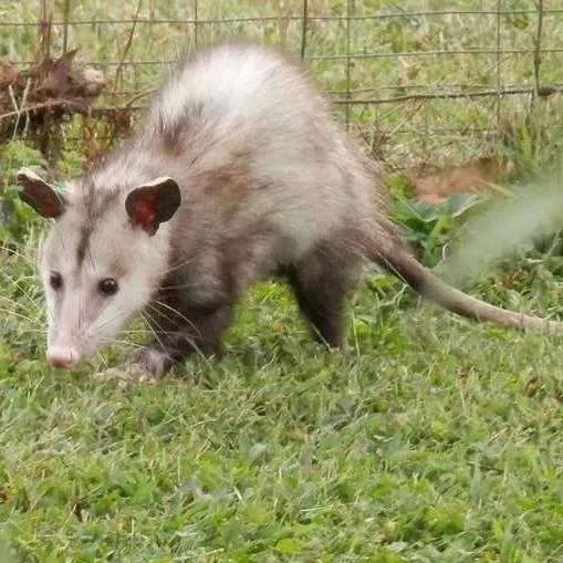 Do Possums Eat Chickens? Tips To Protect Your Flock