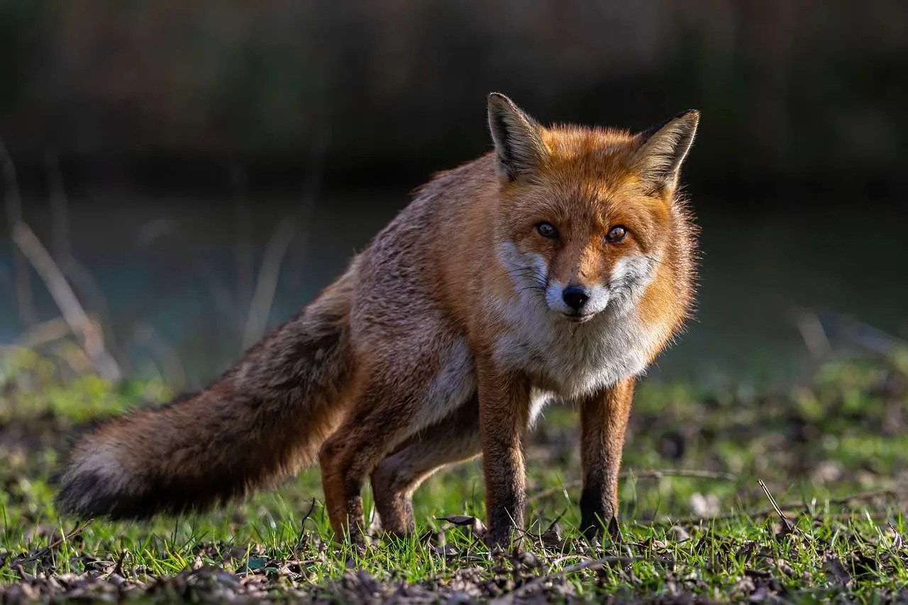 Do Foxes Eat Chickens? Tips To Protect Your Flock