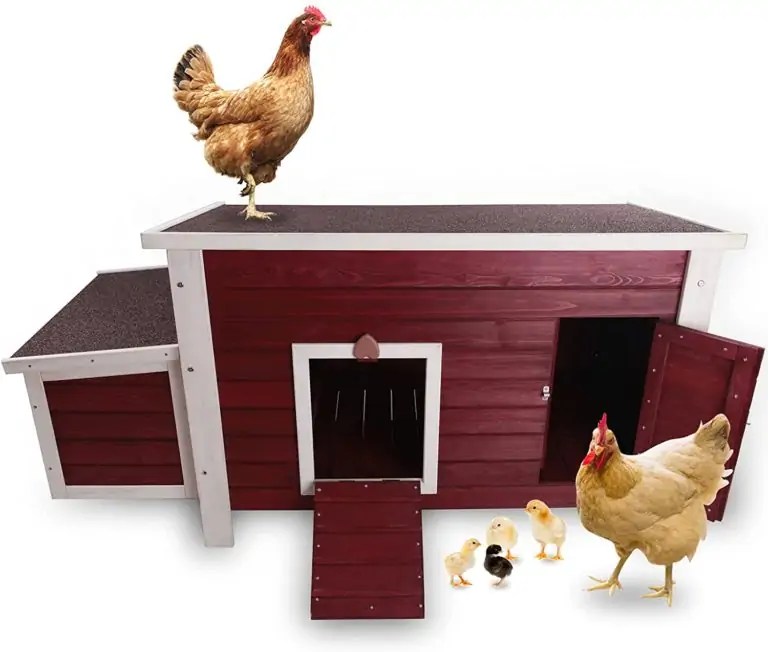 Best LowMaintenance Chicken Coop for Backyard